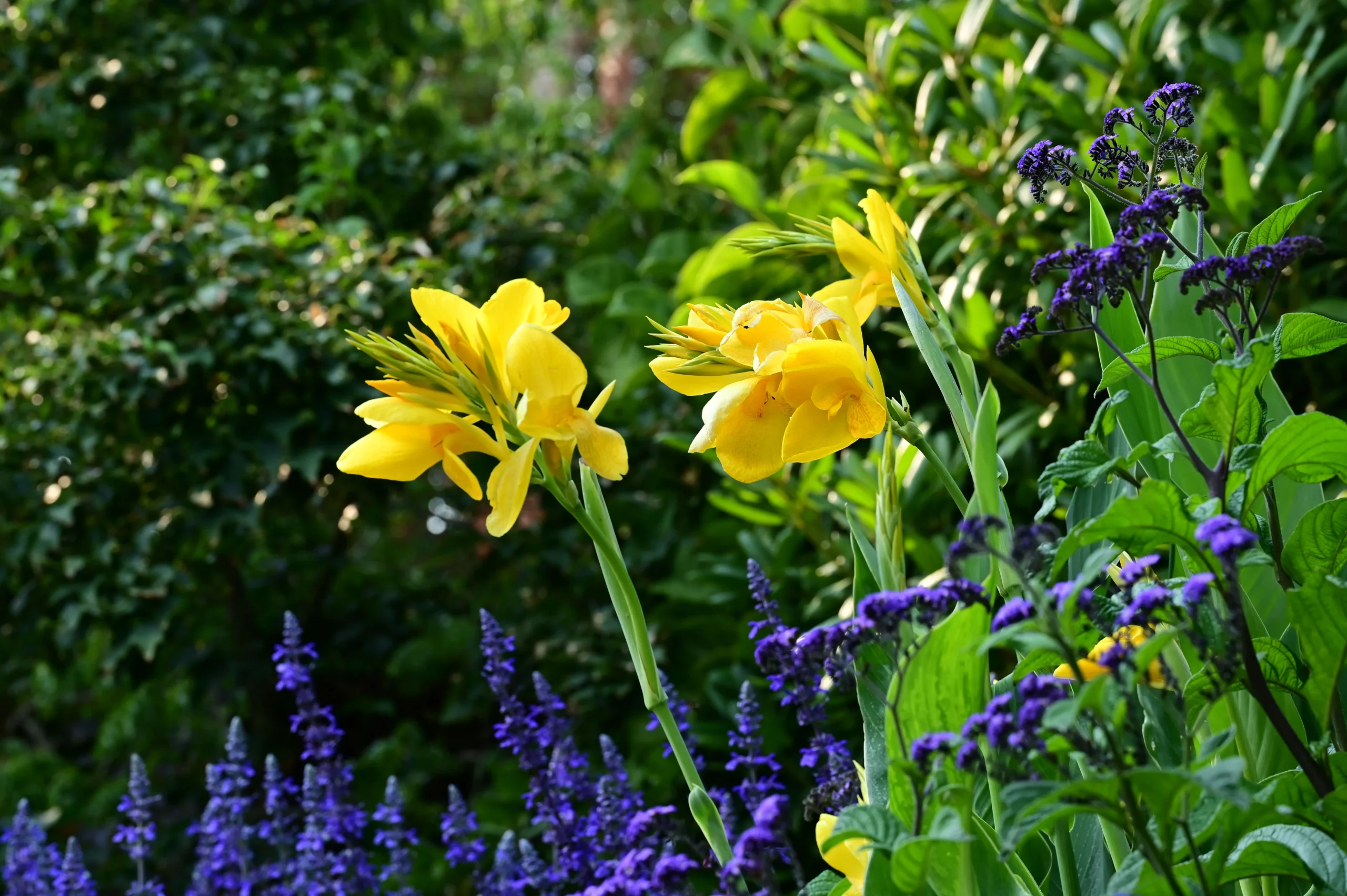Planterade blommor i nyskapad trädgård